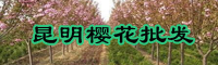 樱花幼苗价钱要多少钱一棵？?；ü绲闹种布际跤惺裁?？