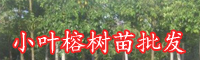 小叶榕多少钱？小叶榕市场价,怎么样如何养护