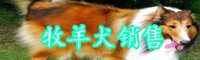 牧羊犬怎么驯养？多少钱一只