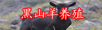 目前市场上黑山羊的价格