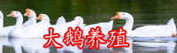 一只鹅成本要多少钱？养殖条件-