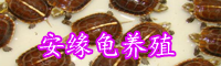 安缘龟养殖多久能赚钱-市场行情