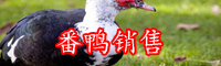 番鸭怎么养-食用价值