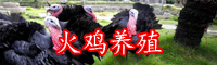 如何人工驯养火鸡-市场行情