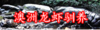 澳龙多少钱一斤？为什么澳洲龙虾泛滥