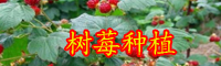 2020年树莓的食用价值-树莓图片