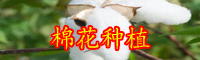 棉花的分类-棉花的价格怎么样？