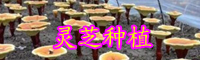 灵芝的行情价格-人参的栽培技术