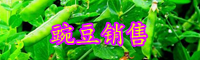 今年豌豆的市场行情-
