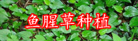 鱼腥草的药用价值-
