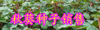 秋葵种子营养价值与价格行情-