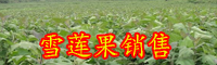 雪莲果的食用价值-种植技术