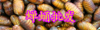 蝉蛹的营养价值-蝉蛹多少钱一公斤？