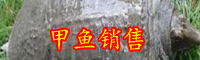 乌龟、王八、甲鱼、鳖有哪些不同？