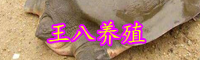 王八的功效与作用-人工养殖技术