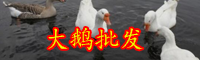 活鹅的成本和利润-养殖前景