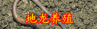 地龙的功效与作用-地龙的市场价格