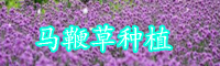 马鞭草种植方法-功效与作用