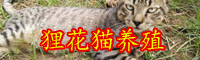 狸花猫多少钱一只？能不能养