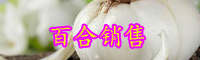 百合的功效与作用-百合的行情价格