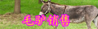 毛驴的养殖技术-毛驴的行情价格