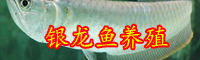银龙鱼价格多少一条？水温多少合适