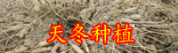 天冬的价格与种植技术-