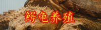 鳄龟的行情-鳄龟的高效人工养殖技术
