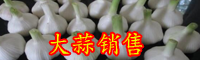 大蒜的种植时间-大蒜市场行情