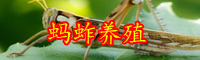 蚂蚱的寿命与危害-蚂蚱的价格走势