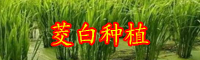 茭白的产地分布？茭白的种植条件-