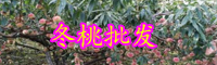 云南冬桃厂家-冬桃哪里好？