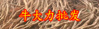 药材牛大力（千斤拔）的功效与作用有哪些？牛大力种植多久才收