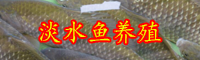 常见淡水养殖鱼类“罗非鱼”怎么养才好？