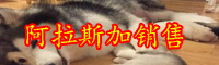 被誉为雪橇三傻的阿拉斯加犬多少钱一只？