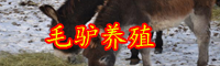 肉驴苗价格多少钱一头？