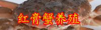 红膏蟹的产地在哪里-多少一公斤