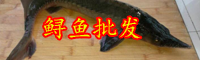 被称为'长江鱼王'的鲟鱼该怎么养殖？