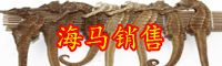 海马是鱼吗？它的功效与作用吃法你都清楚吗？