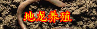 俗称“地龙”的蚯蚓价格多少钱一斤？养一亩能赚多少钱？