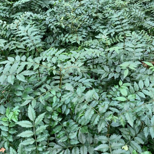 花椒树栽培技术：種子栽种什么时间那时候？一亩地必须是多少棵花椒苗？