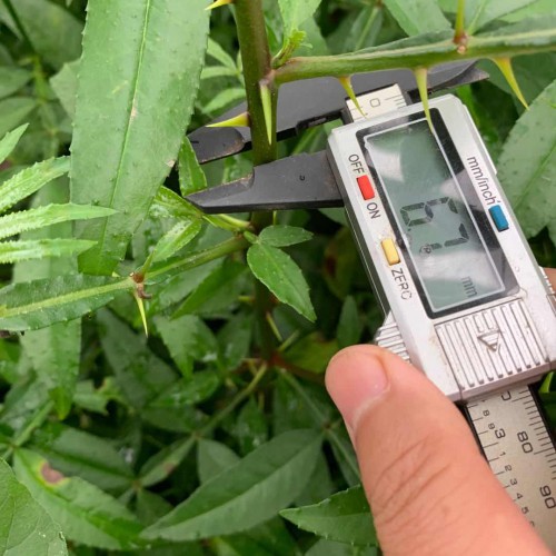 花椒树剪修時间和剪修技术性关键点详细介绍