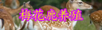 “珍稀动物”梅花鹿养殖方法介绍！