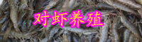 “对虾之王”南美白对虾吃什么长大的？多少钱一斤？