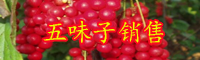 产区五味子多少钱?_五味子有什么品种