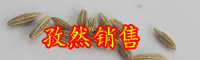 “小茴香”孜然有什么功效和作用?吃多了有什么坏处?