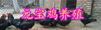 元宝鸡苗价格多少钱一只？怎么养殖效益高？