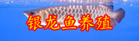银龙鱼是什么_目前银龙鱼价格价钱多少钱