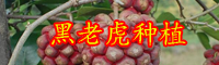 现在黑老虎水果多少钱一斤？好种吗,黑老虎种植技术
