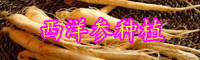 现在西洋参市场价格多少钱一斤？西洋参种植技术知识资料